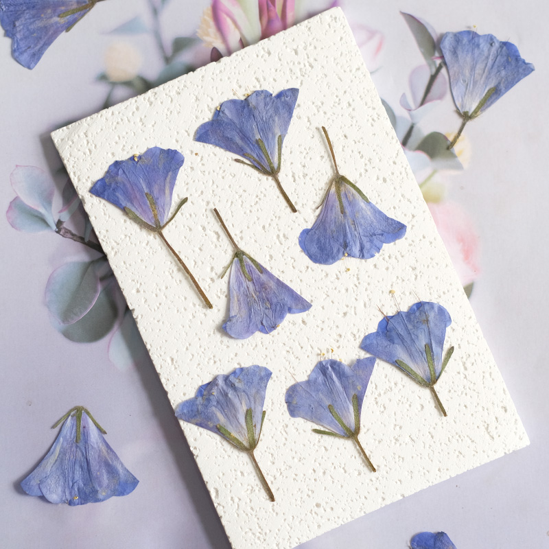 12pcs/3-5cm,nature Bluebell Em - Beauty Makeup Bridal reseña y precio