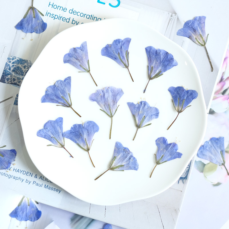 12pcs/3-5cm,nature Bluebell Em - Beauty Makeup Bridal reseña y precio