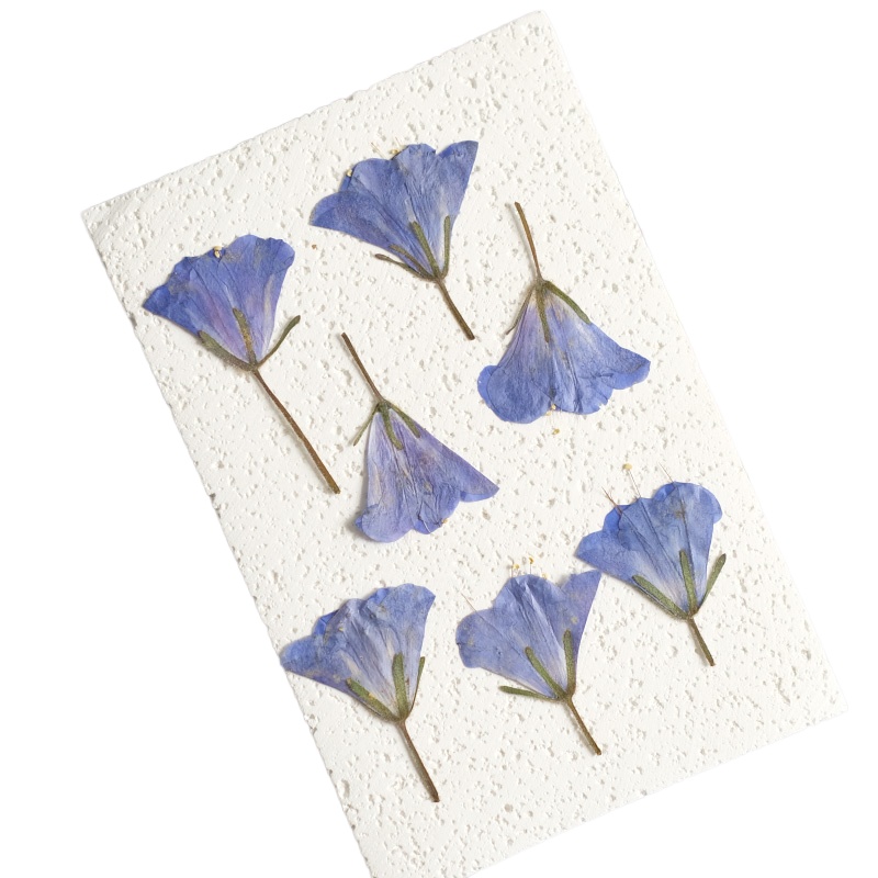12pcs/3-5cm,nature Bluebell Em - Beauty Makeup Bridal reseña y precio