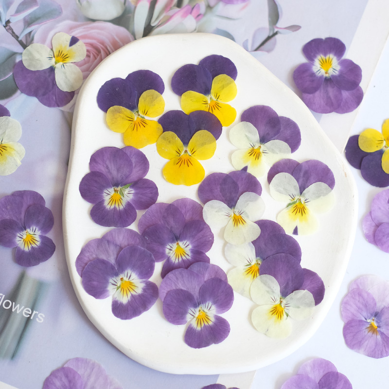 12pcs,nature Pansy Dried Flowe - Beauty Makeup Bridal reseña y precio