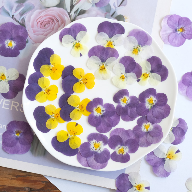 12pcs,nature Pansy Dried Flowe - Beauty Makeup Bridal reseña y precio