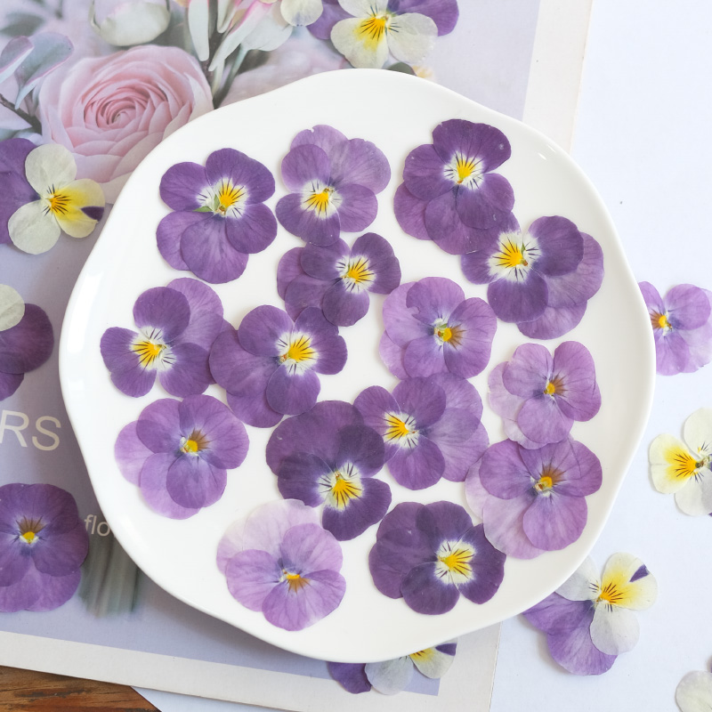 12pcs,nature Pansy Dried Flowe - Beauty Makeup Bridal reseña y precio